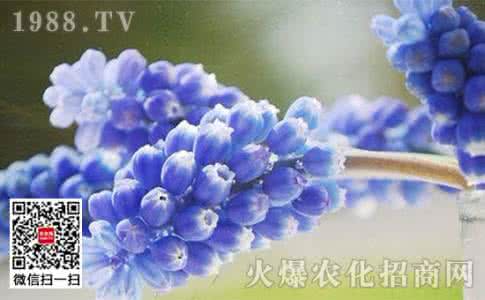 孕妇可以养风信子花吗 孕妇可以养风信子吗