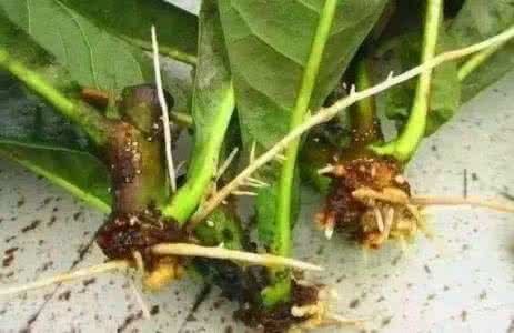 柳树枝条自制生根水 万万没想到柳树才是绝佳生根剂，扦插枝条一泡就生根！