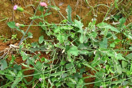 名贵植物中药材排名 羊蹄草 羊蹄草(中药材植物名:一点红)(植物科目:菊科)