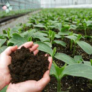 蔬菜有机肥 如何配制盆栽蔬菜有机肥