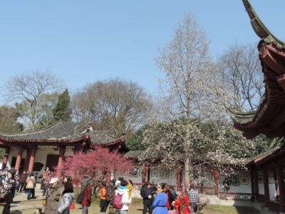 江上柳如烟 柳垂江上影，梅谢雪中枝