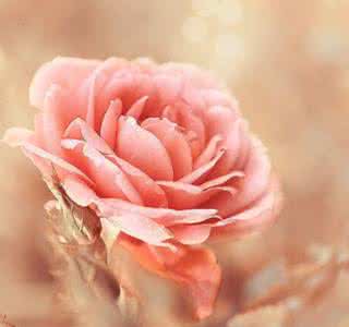 100种药草疗愈全书 真诚是一种疗愈