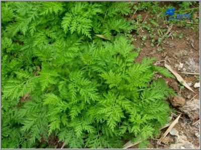 癌症的克星草 肺癌 癌症的克星草--肺癌