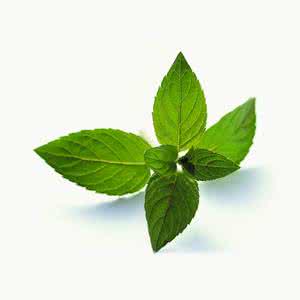 薄荷的食用方法 薄荷功效与作用及禁忌 薄荷的功效与作用及食用方法 薄荷食用禁忌