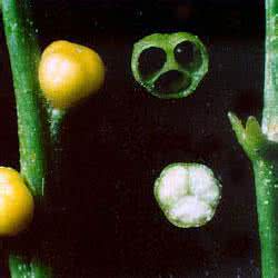 松叶蕨纲有哪些 松叶蕨纲