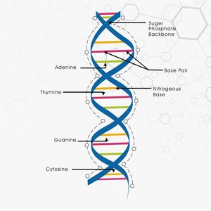 dna分子结构 dna分子结构图 下图为DNA分子结构示意图,对该图的描述正确的是 A.②和③相间排列,构成了DNA分子的基本骨架B