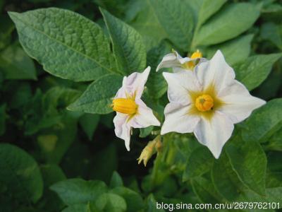 土豆开花 土豆开花 梦见土豆开花