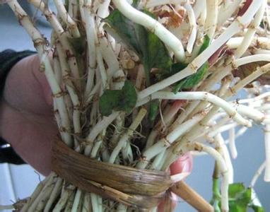 鱼腥草治百病 鱼腥草可治百病！可惜知道的人太少了！