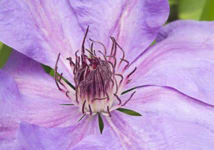 微距拍摄技巧 怎样拍好微距花卉技巧