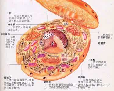 神奇的细胞世界 13张神奇的细胞内动图，看完后惊呆了！就像在小宇宙里一次星际探险！