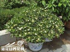 米兰的养护 米兰的繁殖与养护