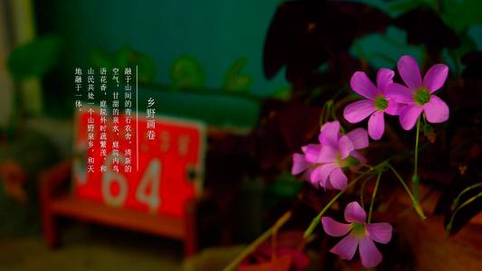 自己动手做水泥花盆 如果你也喜欢水泥花器,就动手自己做一个吧!
