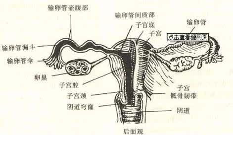 输卵管造影插管视频 输卵管造影插管疼 输卵管造影过程疼不疼