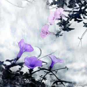 每日一禅心灵宁静 宁静禅坐 心花烂漫