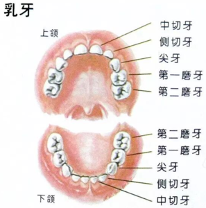 乳牙的作用 乳牙的作用是什么？