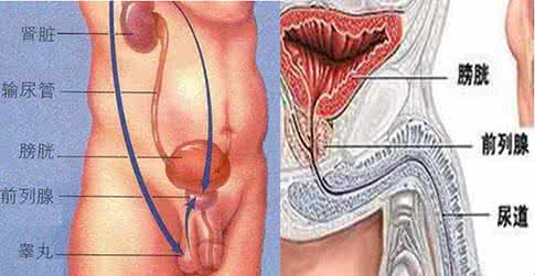 前列腺癌发病原因 前列腺癌能活多久 前列腺癌发病的原因