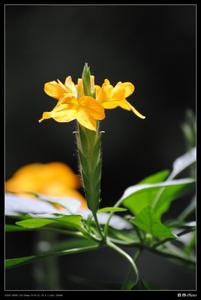 夏之花原民喜 夏之花