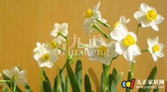 水仙花有什么作用 水仙花有哪些作用和养护技巧
