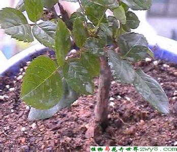 薄荷音怎么练简单点的 【花卉养殖】自己种薄荷，超简单，想学的戳这里！