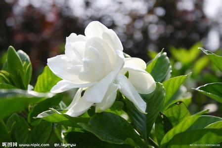 雨中栀子花 优美散文欣赏—— 雨中栀子花