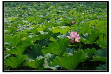 我的一份美丽珍藏作文 给我一份美丽