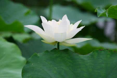 太极音乐流水莲花 【流水莲花】禅乐佛韵