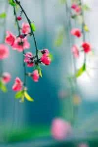 兰花美文 情系兰花【情感美文】