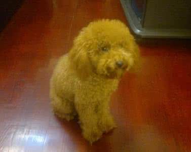 贵宾狗拉肚子怎么办 贵宾犬拉肚子怎么办