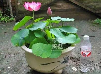 藕种植方法 碗莲种藕种植方法图解