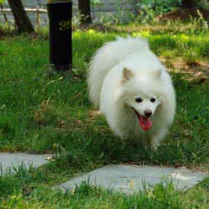 日本银狐犬多少钱一只 日本狐狸犬