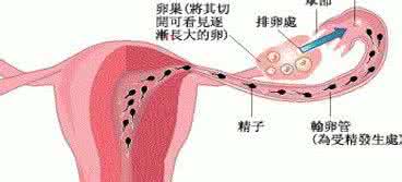 为什么输卵管会堵塞 为什么输卵管会堵 为什么输卵管会堵塞