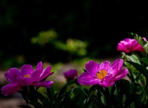 赤芍育苗 川赤芍如何育苗与养护