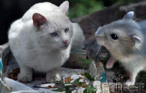饥饿的猫叫声 猫叫声吓老鼠 猫在饥饿时，对纸片都感兴趣，饱食后，老鼠的叫声引不起猫的反应，合理的解释是（）A．猫的行为是内外刺激