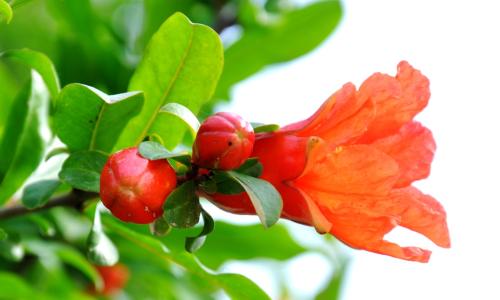石榴花的花语是什么 你是五月的石榴花