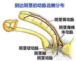 阳痿分几种 什么是器质性阳痿