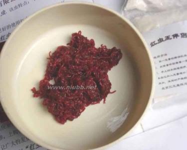 红虫饲养方法 红虫饲养方法 【红虫怎么养】饲养红虫的方法