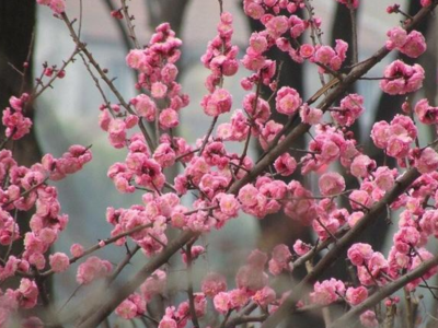 2014烂桃花最多的生肖 2014年哪些生肖烂桃花最多