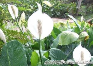 花卉养殖注意事项 四十五种花卉养殖注意事项