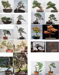 盆景制作修剪技艺口诀 盆景技艺 口诀 图例