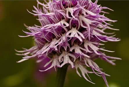 意大利红门兰花语 意大利红门兰是什么花