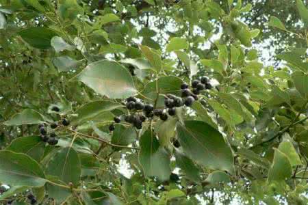 复方樟脑乳膏的作用 樟脑的作用 樟脑(樟科乔木)_樟脑的功效与作用