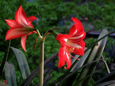 朱顶红叶子发黄 【花卉知识】 朱顶红叶子发黄怎么办