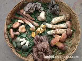 松茸和鸡枞 松茸，牛肝菌，鸡枞，干巴菌，竹荪家常做法