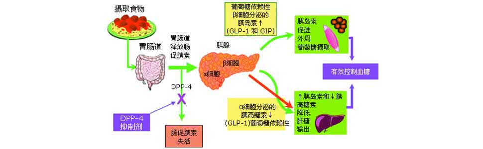 八种食物降血糖 各类降糖药降糖原理