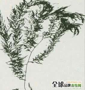 马尾藻 开衫 马尾藻