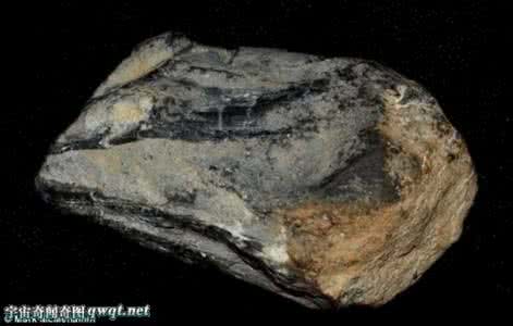 挪威海怪 化石证据显示巨型挪威海怪确曾存在 可能长达30米(组图)