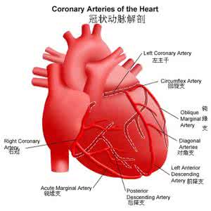 冠状动脉解剖 冠状动脉解剖图谱