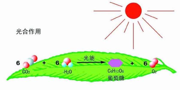 能进行光合作用的动物 光合作用 谁说动物不能光合作用