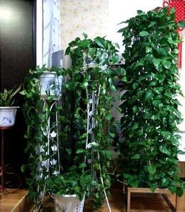 绿萝生长速度 这么操作可以让绿萝生长快，而且一年都绿油油的！ 一点资讯