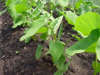 芭蕉叶 棒针模式----“芭蕉叶连叶”
